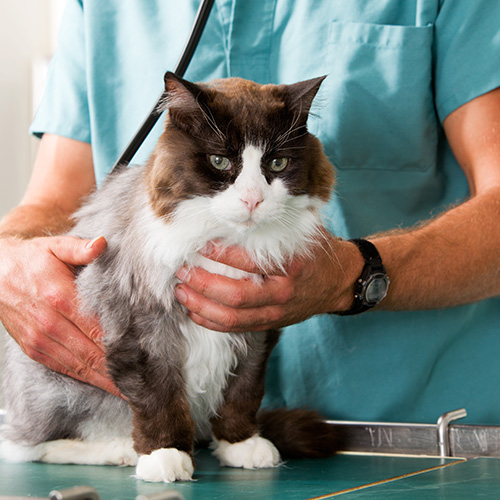 Vet